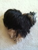 Thumbnail Heart Shaped Dog