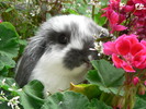 Thumbnail Rabbit in Flowers