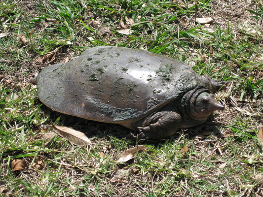 Product picture Tortoise in Grass