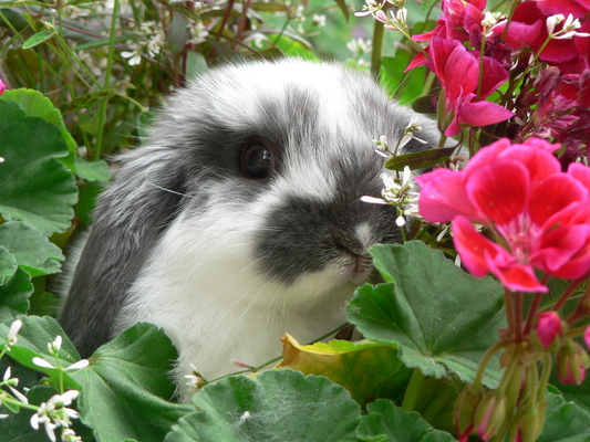 Product picture Rabbit in Flowers